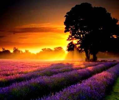 Lavender Sunset, Provence France