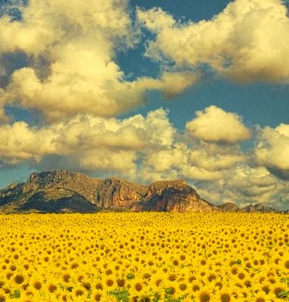 Sunflower Valley, Valencia, Spain 