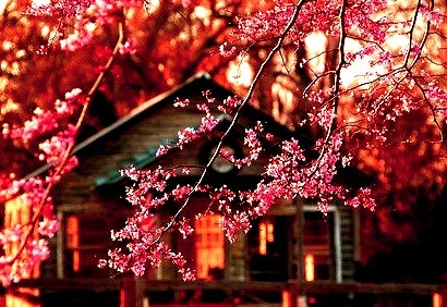 Cherry Blossoms, Richmond, Virginia