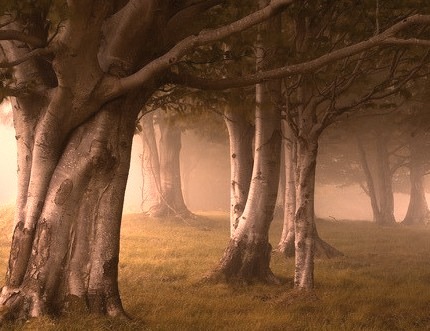 Foggy Forest, Basque Country, Spain