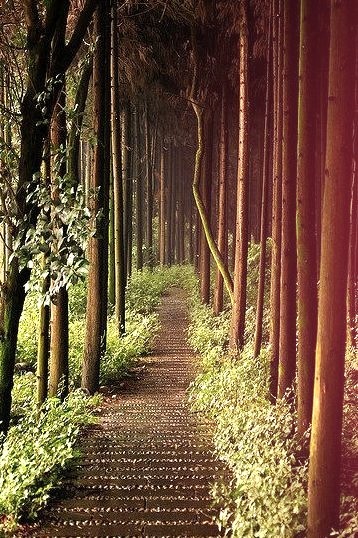 Forest Path, Chengdu, China