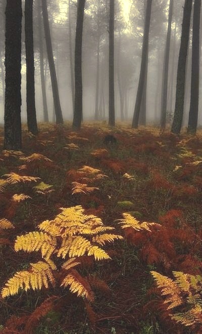 Mystical Forest, Spain
