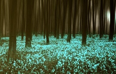 Blue Forest, United Kingdom