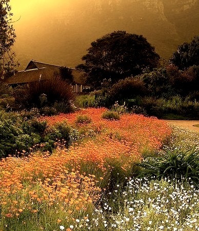 Hazy Morning, Kirstenbosch Botanical Gardens, South Africa