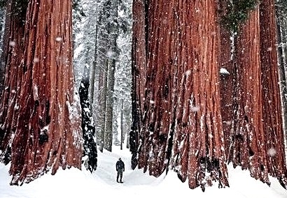 Snow Sequoias, California